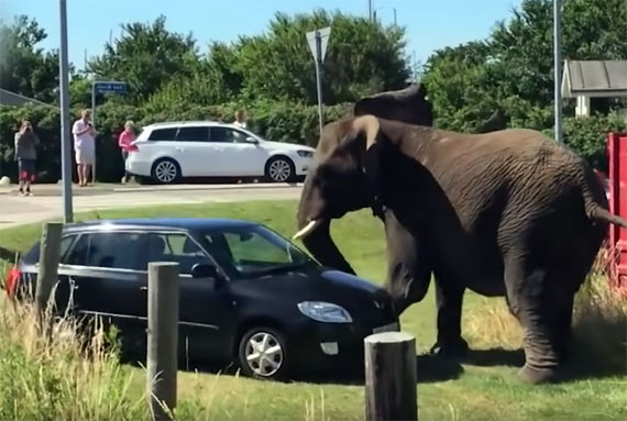 слон нападает на автомобиль