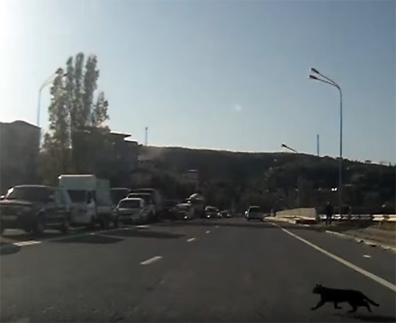 кошка перебегает дорогу авто