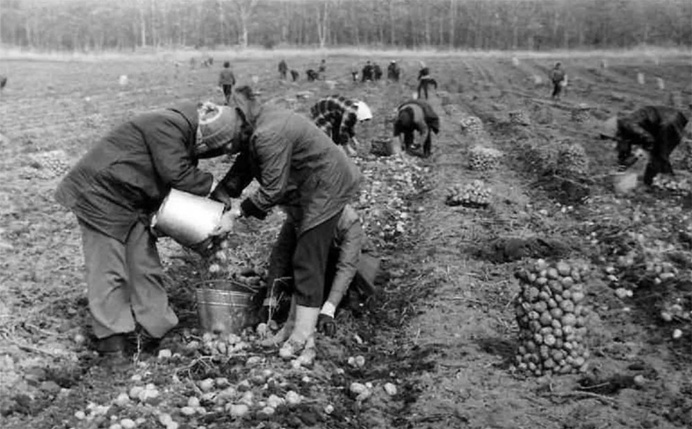 Сбор картофеля — помощь совхозам