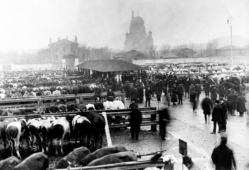 главный оптовый рынок скота в Петербурге — фото 1900-х гг.