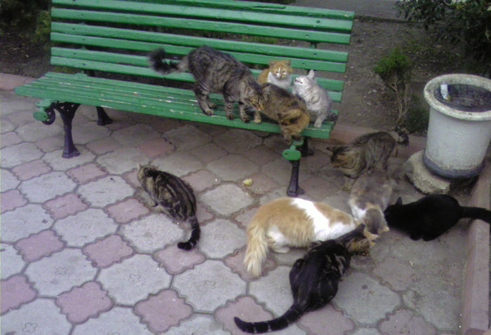 Ялтинские коты, Крым, Ялта, 2010 год